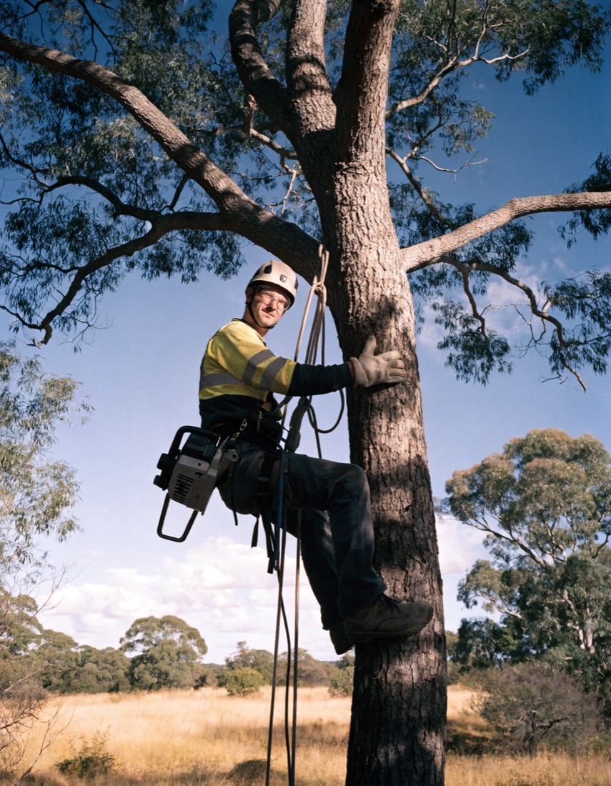 Arborists trade